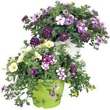 Nu goedkoop en gemakkelijk online te bestellen bij tuincentrum de oosteinde! Zomerbloeiers Groenrijk