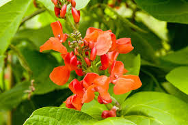 Yellow is an expressive colour and with flowers this is especially the case. 10 Best Annual Flowering Vines For Your Garden