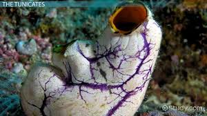 It was the first biology textbook ever reviewed by time and was also featured with illustrations in life.harvard, stanford, the university of chicago, and more than eighty other colleges and universities adopted it for use in courses. Examples Of Invertebrate Chordates Video Lesson Transcript Study Com