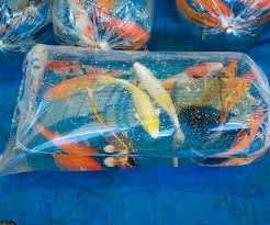 How long do you acclimate fish for? 5 Steps To Acclimating Your Koi To Pond Life Next Day Koi