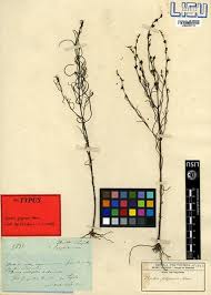 Image result for Micrargeria filiformis