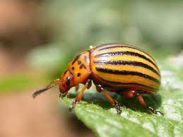 Armadillidium vulgare, a type of woodlouse. Promote Ipm In Potato Production Growing Produce
