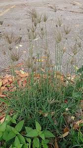 Image result for Chloris mossambicensis