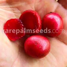 Image result for Pseudospondias