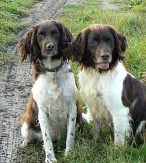 Image result for Malý münsterlandský ohař