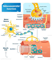 Neuromuscular Junction Biological Vector Illustration Infographic Diagram Neuromuscular Junction Neuromuscular Neuron Diagram