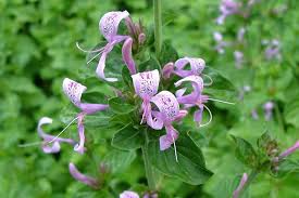 Image result for Hypoestes sp. aff. aristata B