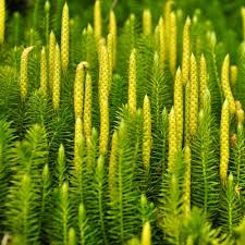 Image result for Lycopodium clavatum
