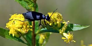 Maybe you would like to learn more about one of these? Fire Colored Beetle Family Pyrochroidae Field Station