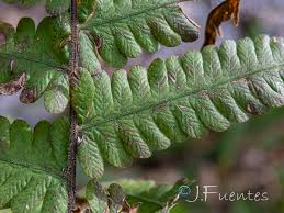 Image result for Cyclosorus striatus