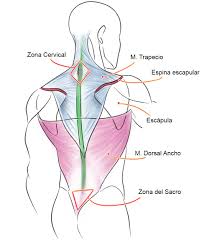 Check spelling or type a new query. Musculos Del Cuerpo Humano Art Rocket