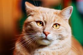 Cats are living longer, so of course we see more cancer in cats just because we see more cats. Liver And Pancreatic Cancer Mcdowell S Herbal Treatments
