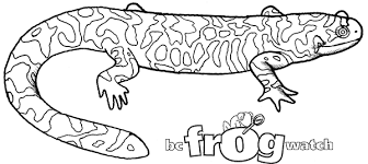These free, printable halloween coloring pages for kids—plus some online coloring resources—are great for the home and classroom. Drawing Salamander 19956 Animals Printable Coloring Pages