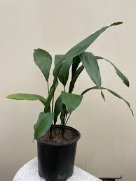 Image result for Aspidistra