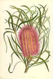 Joseph Banks Drawing Botanical Flowers Botanical Drawings Botanical Illustration