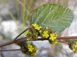 Image result for Waltheria indica