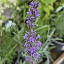 Image result for Lavandula angustifolia Vera
