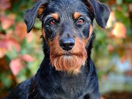 Image result for jagdteriér