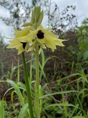 Image result for Swertia welwitschii