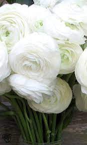 Pinterest Pop Up The Bouqs Company Flowers Beautiful Flowers White Flowers