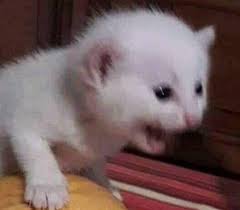 El Pombero On Twitter In 2020 Cute Cat Memes Funny Cat Faces Cat Memes