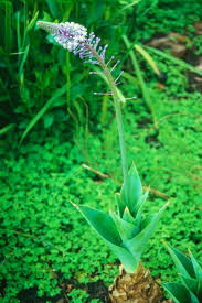 Image result for Cyathula natalensis