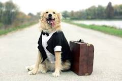 Your Guide on How to Fly with a Large Dog - Pet Van Lines