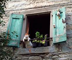 Pencere Resimleri Guzel Kediler Pencereler Kedi
