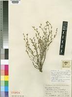 Image result for Zornia pratensis