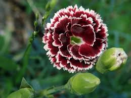 So far, i'm loving it! Top 25 Birth Month Flowers And Their Meanings With Pictures