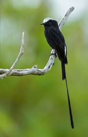 Black Bird With Long Tail Feathers In Texas Long Tailed Tyrant Colonia Colonus Beautiful Birds Wild Birds Air Photography