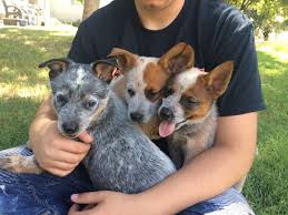 1,185 likes · 17 talking about this. Queensland Heeler Puppies For Sale Galt Ca 305066