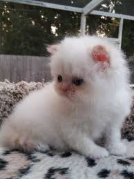 I am a very cute flame point exotic long hair baby girl. Flame Point Himalayan Male Kitten Sold Liz Top Cat