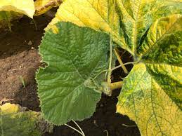 We did not find results for: What S Making My Squash Or Pumpkin Leaves Bright Yellow Unh Extension