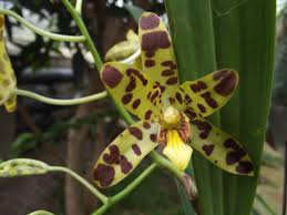 Image result for Ansellia africana