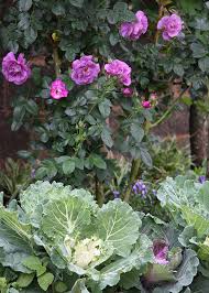 Here are examples of some of the best companion planting useful with many plants including cabbage, cane fruits, fruit trees (especially peaches), roses, tomatoes. A Perfect Match Roses And Vegetables The Gardener The Gardener