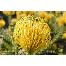 Image result for Leucospermum
