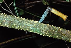 Image result for Apodanthaceae