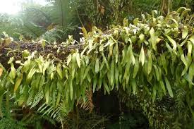 Image result for Pyrrosia rhodesiana