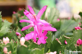 Although the christmas cactus is a true cactus, it is of the tropical variety and is used to growing as an epiphyte off tree branches in areas of heavy moisture and high humidity. Christmas Cactus Schlumbergera How To Care For This Houseplant Plantopedia