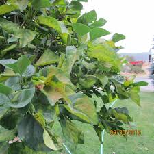 By autumn it might be dead. Gardening Harsh Summers May Be Damaging Lilacs The Spokesman Review