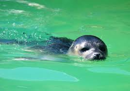Download Free Photo Of Seal Robbe Howler Seal Station Baby From Needpix Com