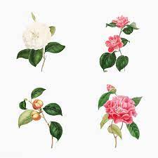 Download Premium Vector Of Vintage Set Of Pink Camellia Flowers Vector In 2020 Flower Illustration Rose Illustration Flowers