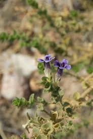 Image result for Anticharis