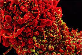 The world health organization (who) named it the delta variant on 31 may 2021. Covid 19 Recovered Vaccinated Individuals More Protected From Delta Variant