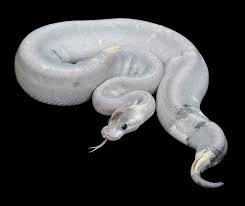 Created in 2007 out of accident, the white ball python morph are totally white, making them the cleanest of the leucistics. What S Your Favorite Ball Python Morph D