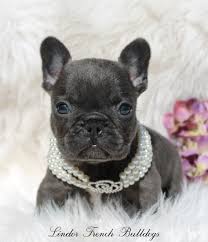 Home Lindor French Bulldogs Frenchies For Sale All Colors Bulldog Puppies For Sale French Bulldog Breeders French Bulldog Blue