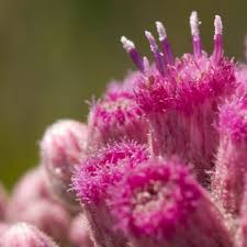 Image result for Pluchea