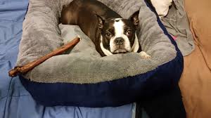 Being a diy self warming dog bed, these can be washed in the machine. Heated Dog Bed 9 Steps With Pictures Instructables