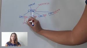 Si dice che queste parole appartengono ad una lista. Nome Primitivo E Derivato Programma Grammatica Elementari